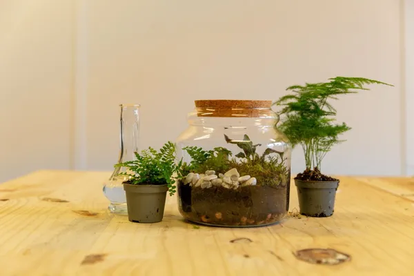 Wecandoo - Réalisez votre petit terrarium