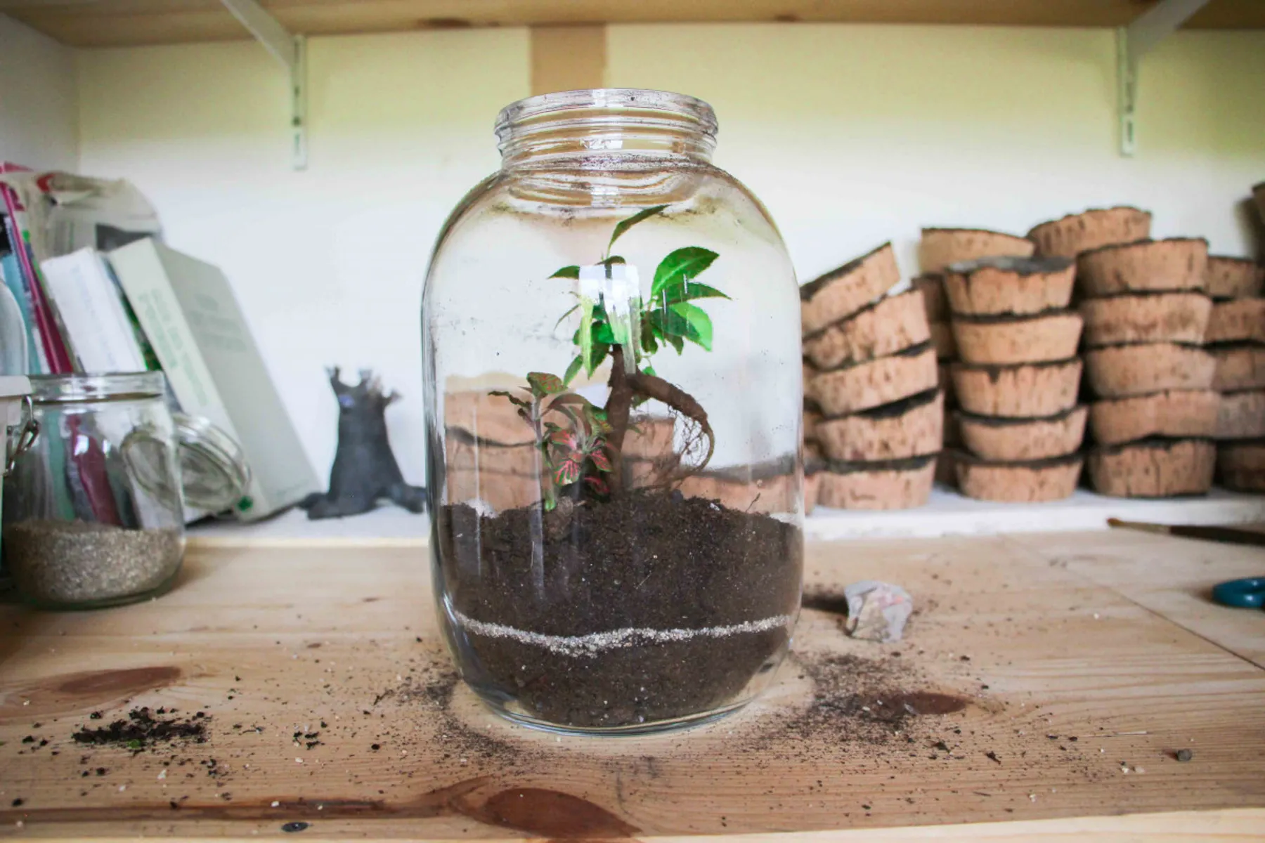 Composez votre terrarium - Image n°2 - Wecandoo