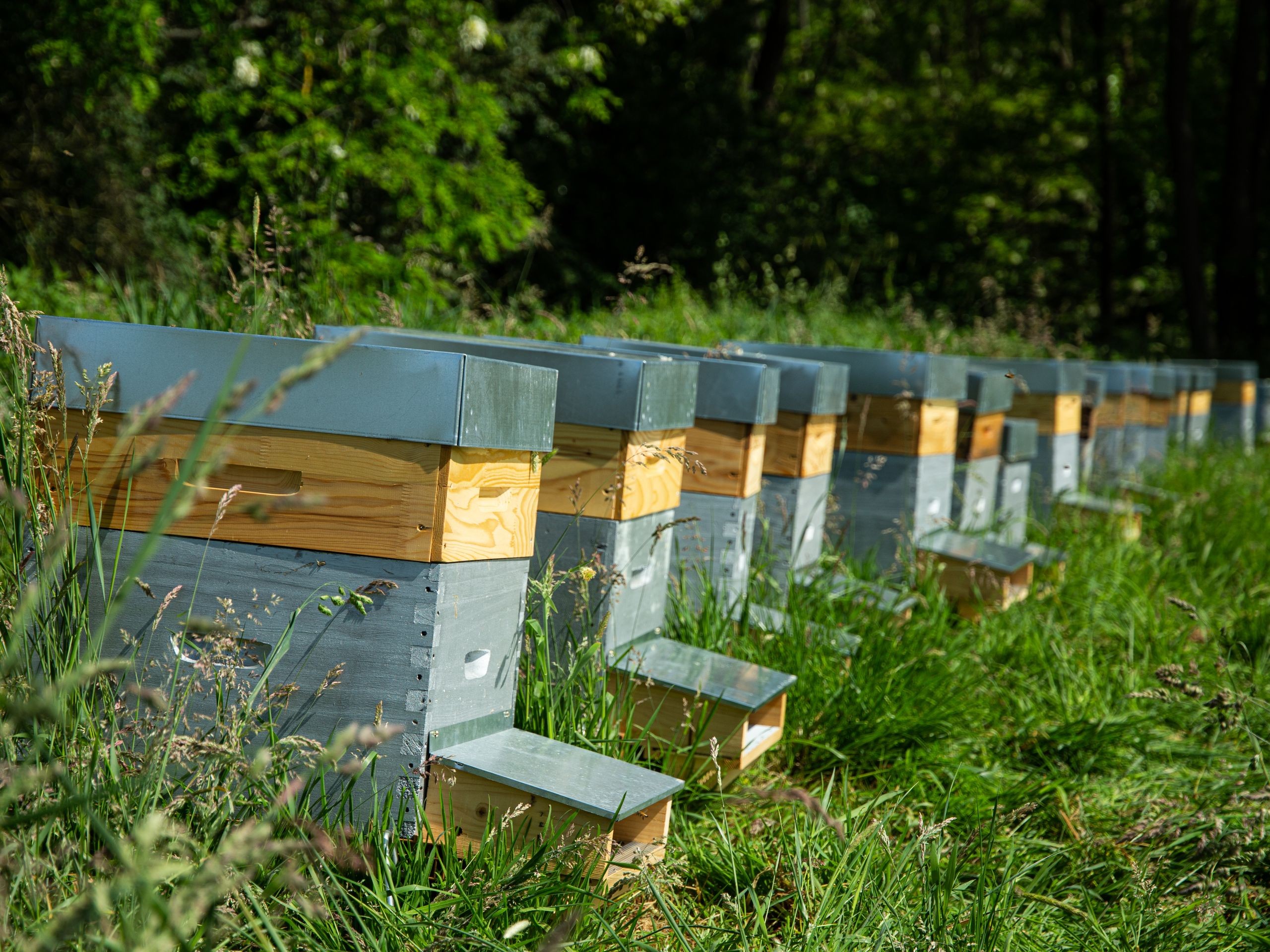 Wecandoo - Découvrez l'apiculture et visitez un rucher - Afbeelding nr. 5