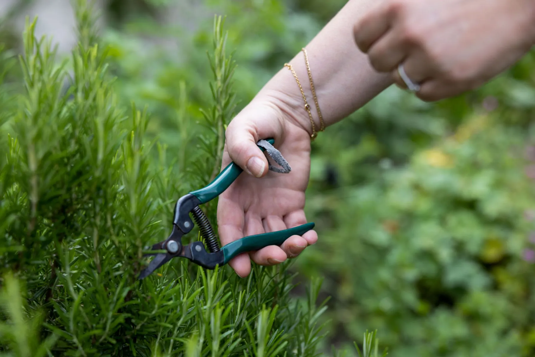 Réalisez vos boutures d'aromatiques - Image n°2 - Wecandoo