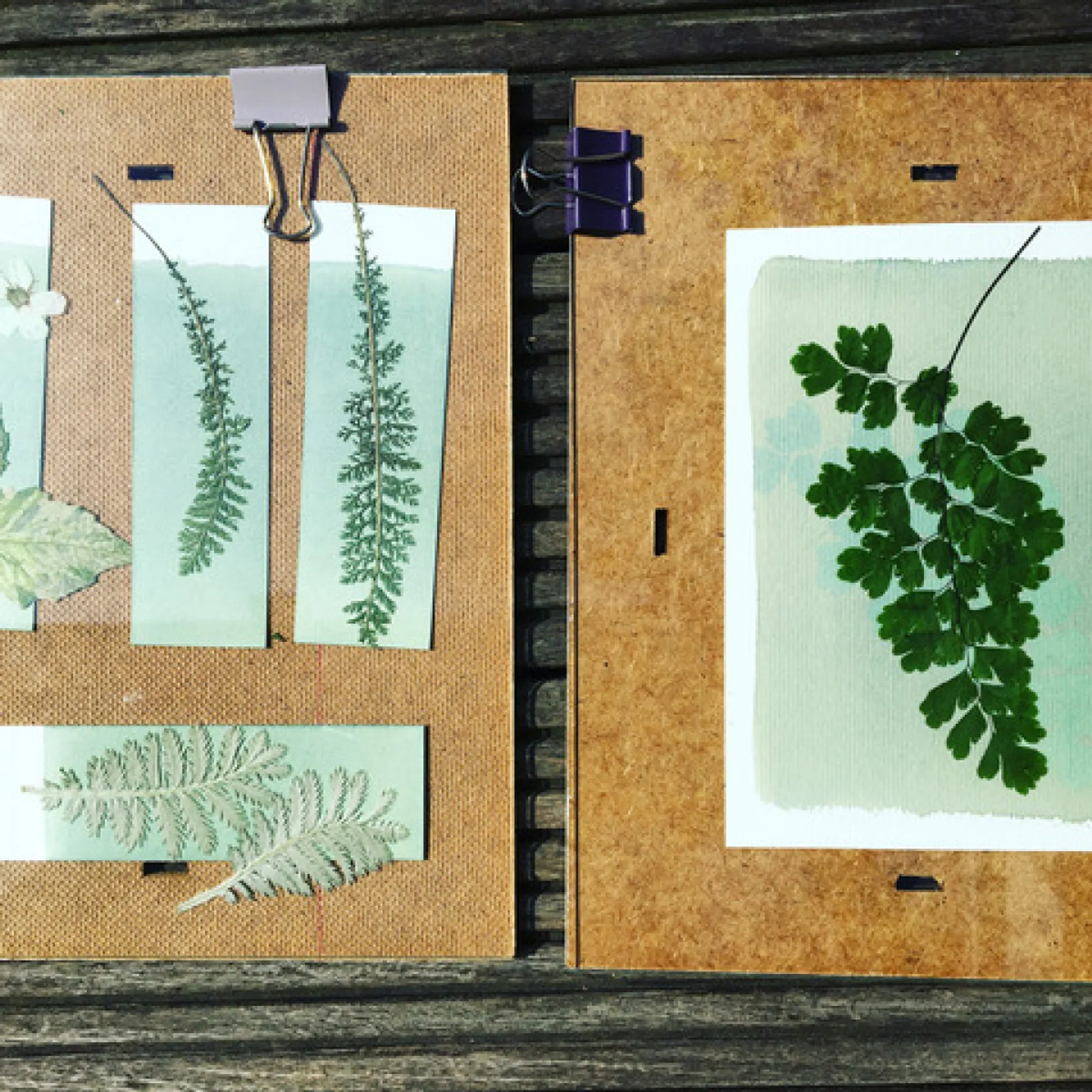 Réalisez vos premiers tirages en cyanotype avec Caroline - Image n°3 - Wecandoo