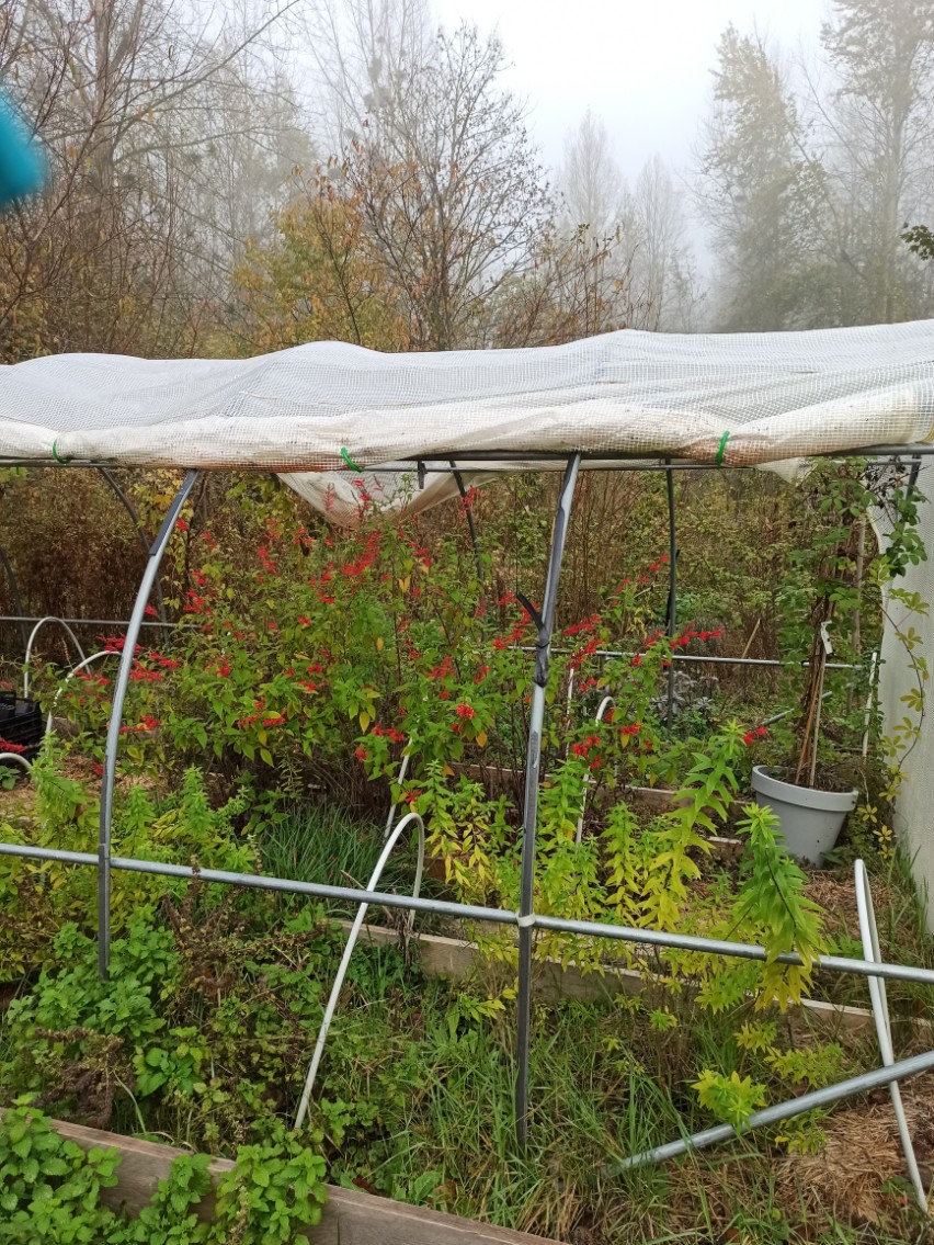 Wecandoo - Découvrez les plantes sauvages comestibles dans un jardin-forêt - Image n°6