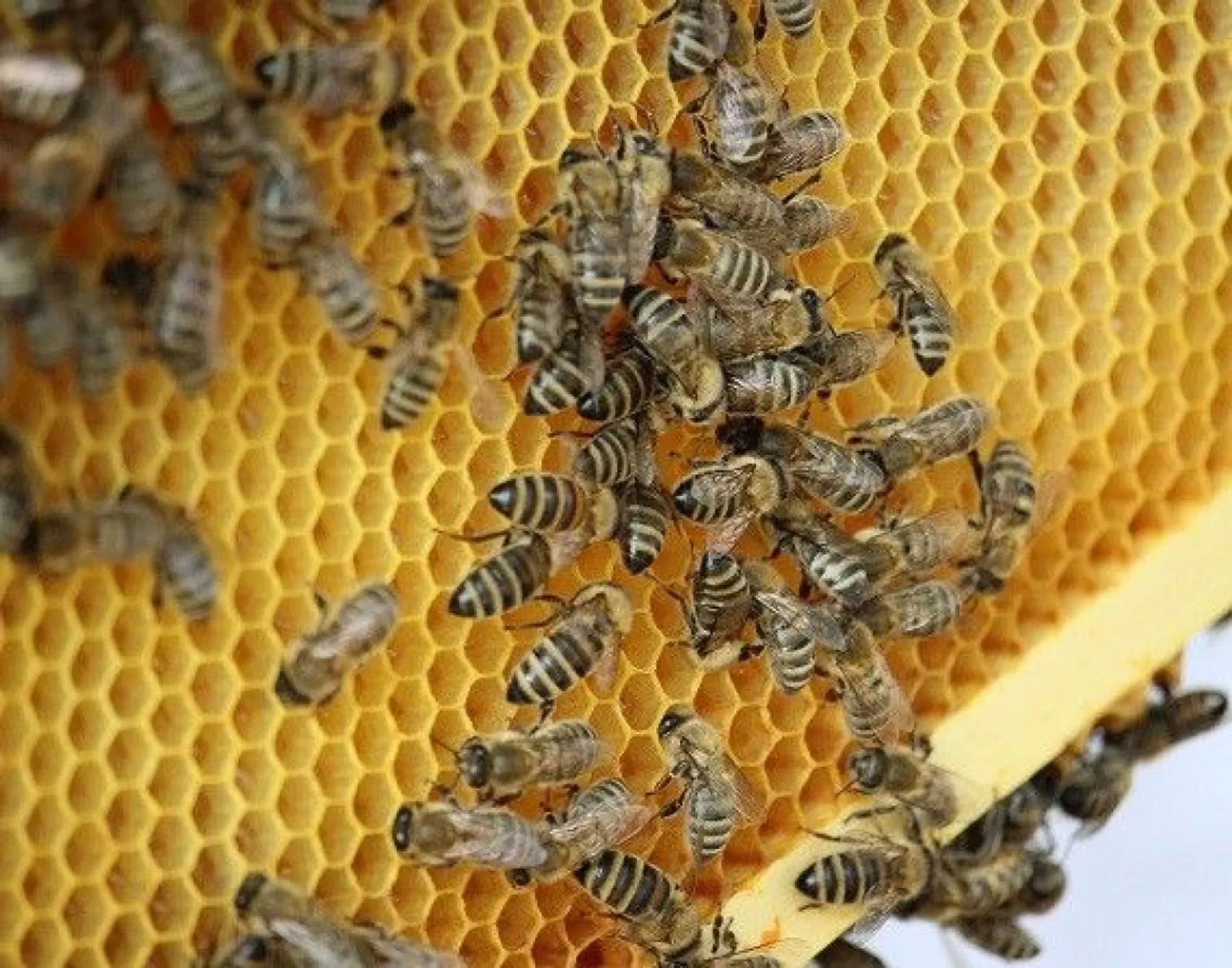 Découvrez l'apiculture - Image n°1 - Wecandoo