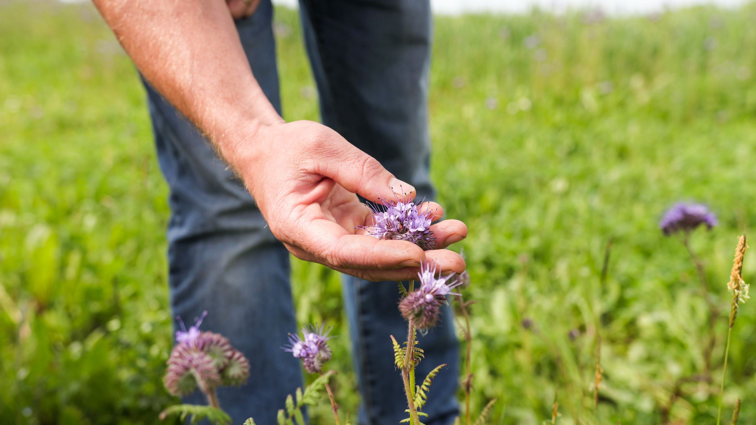 Wecandoo - Préparez vos salade et sirop de fleurs à la ferme - Image n°3