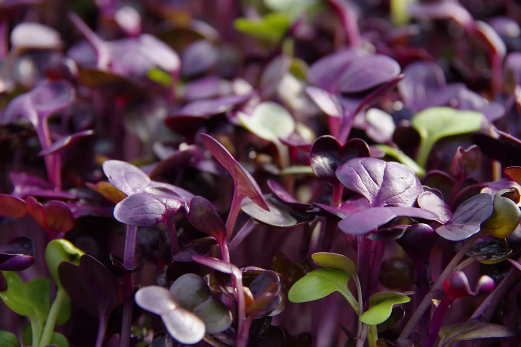 Visitez une ferme urbaine et dégustez des micro-pousses - Image n°1 - Wecandoo