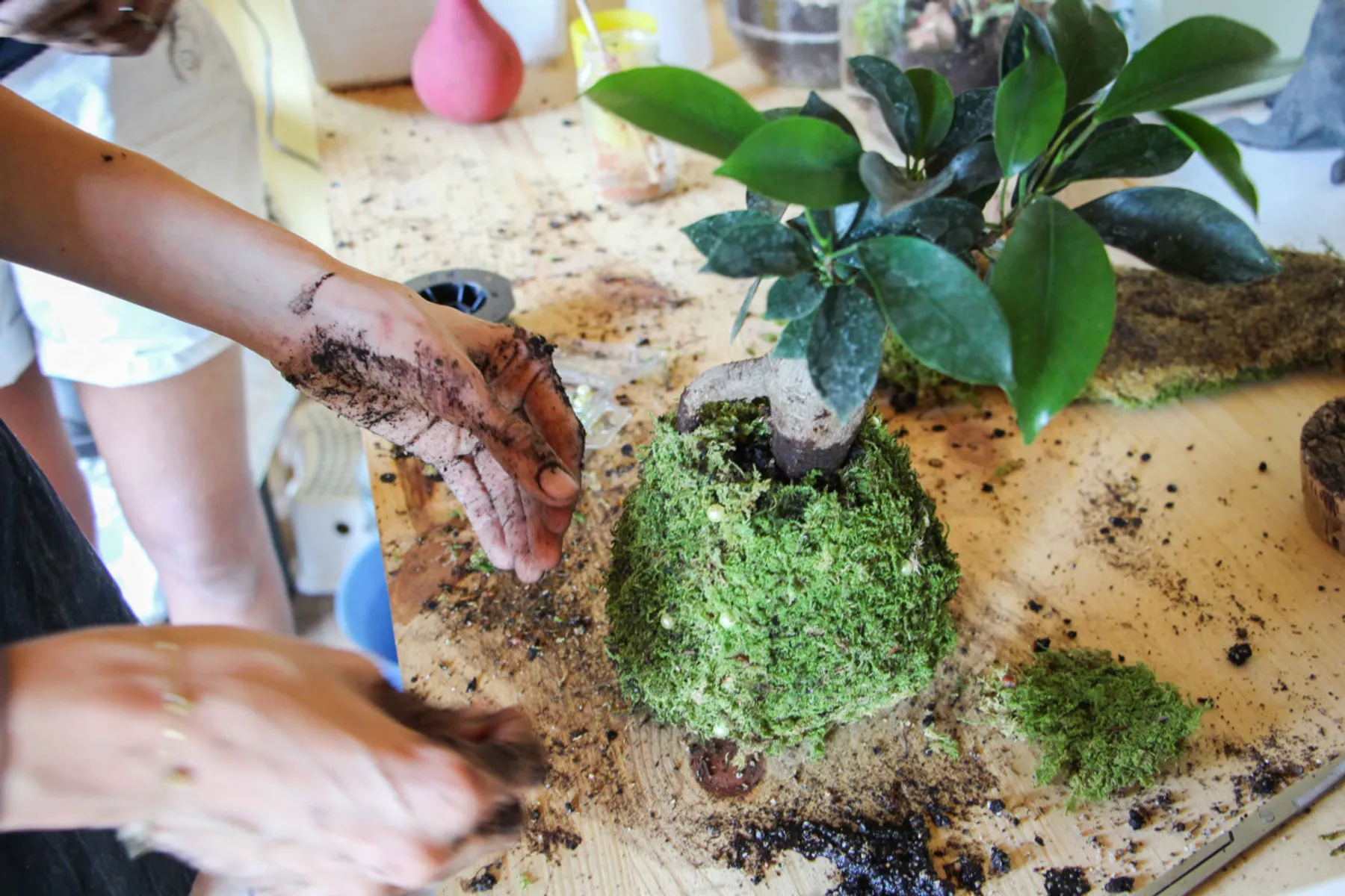 Créez votre Kokedama - Image n°2 - Wecandoo