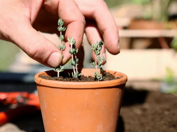 Découvrez la pépinière et concevez un baume végétal - Image n°1 - Wecandoo