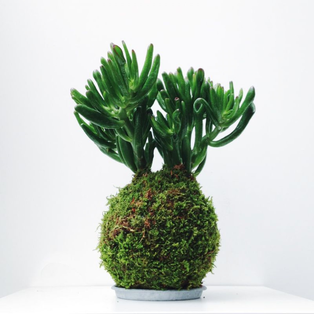 Wecandoo - Fabriquez votre Kokedama - Image n°12