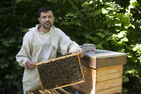 Learn all about beekpeeing - Image n°5 - Wecandoo