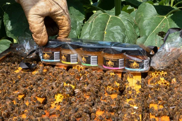 Passez une journée dans la peau d'un apiculteur - Image n°1 - Wecandoo