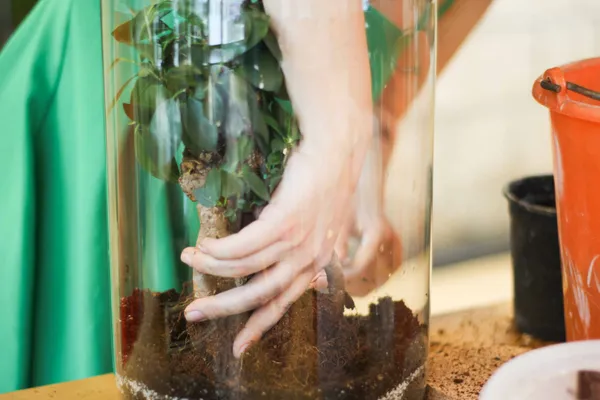 Créez votre terrarium XL - Image n°1 - Wecandoo