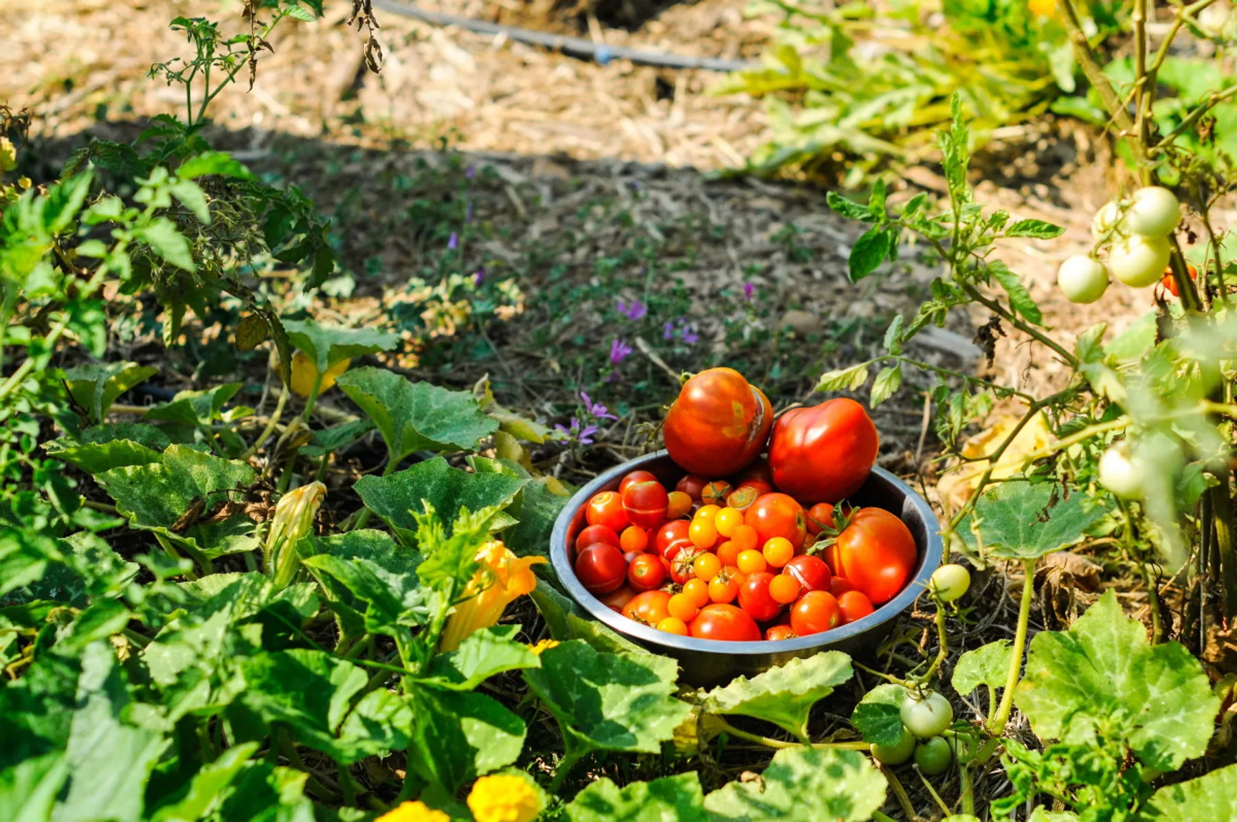 Initiez-vous à l'agriculture urbaine - Afbeelding nr. 1 - Wecandoo