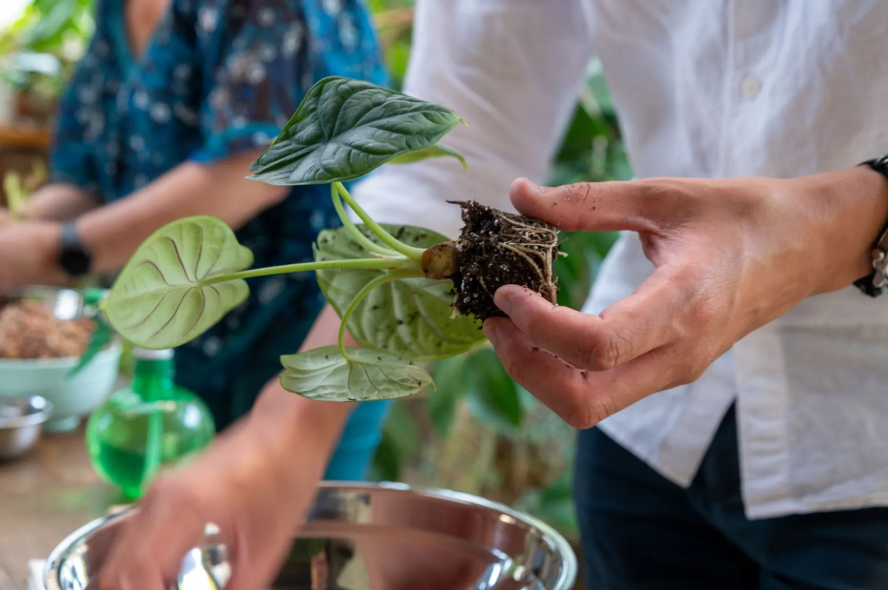 Composez votre kokedama - Afbeelding nr. 2 - Wecandoo