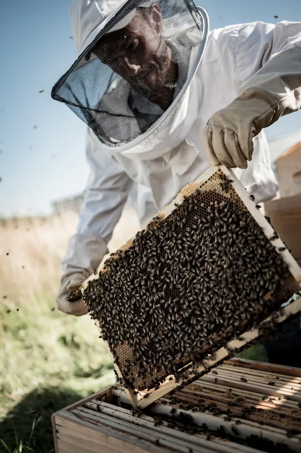 Découvrez l'apiculture sur une journée - Image n°2 - Wecandoo