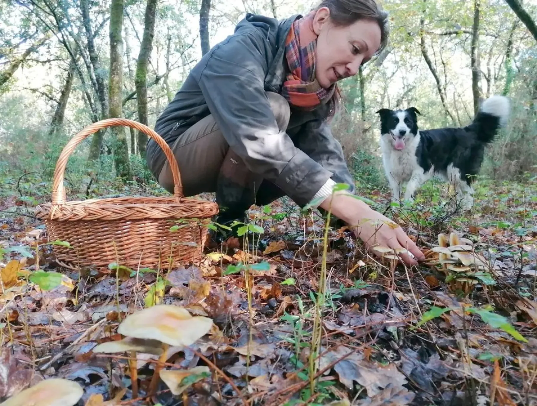 Cueillez vos champignons sauvages - Image n°5 - Wecandoo