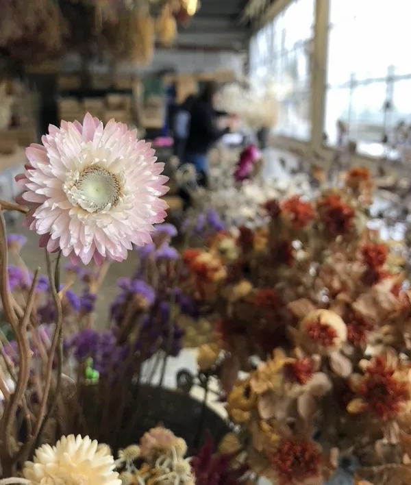 Réalisez votre création de fleurs séchées 100% locales - Image n°4 - Wecandoo