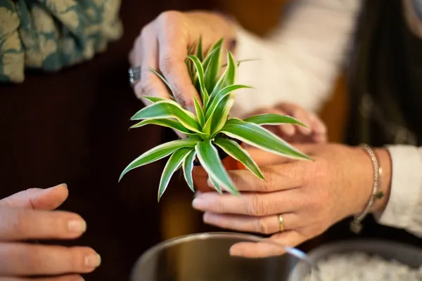 Composez votre terrarium - Afbeelding nr. 2 - Wecandoo