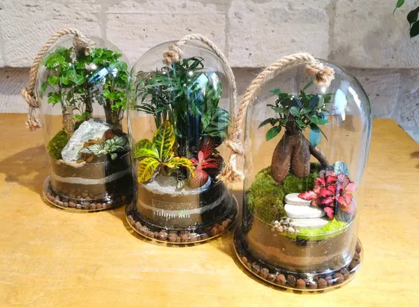 Wecandoo - Créez votre terrarium sous cloche