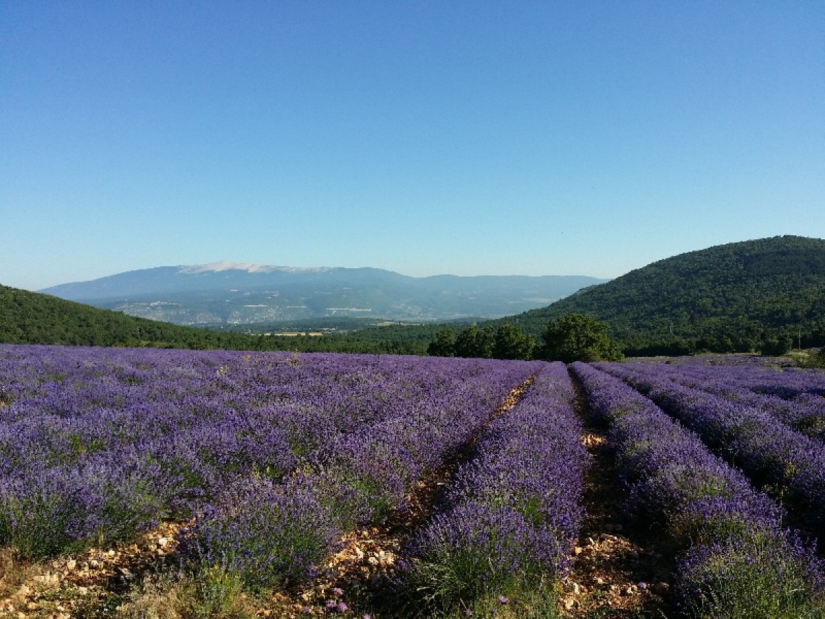 Wecandoo - Initiez-vous à l'apiculture - Image n°1