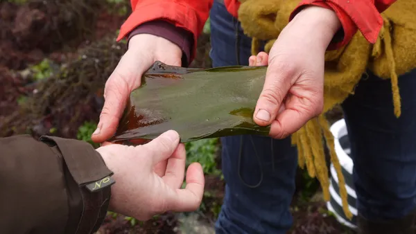 Découvrez la cueillette et la cuisine des algues - Image n°4 - Wecandoo