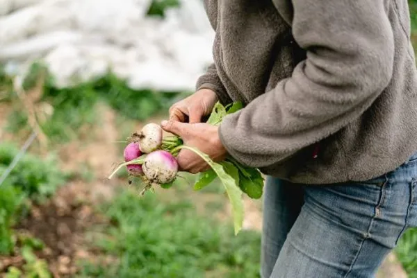 Découvrez la lactofermentation - Image n°2 - Wecandoo
