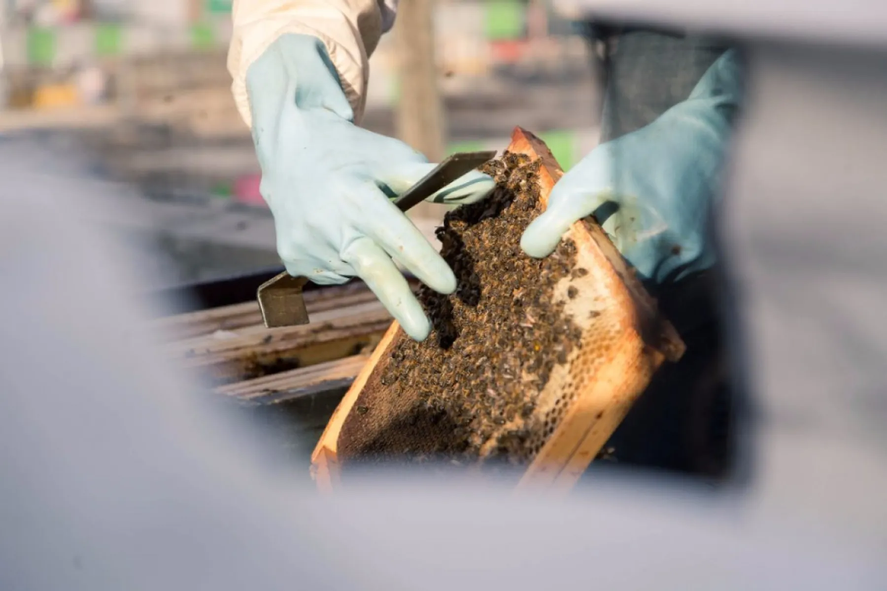 Découvrez l'apiculture urbaine - Image n°1 - Wecandoo