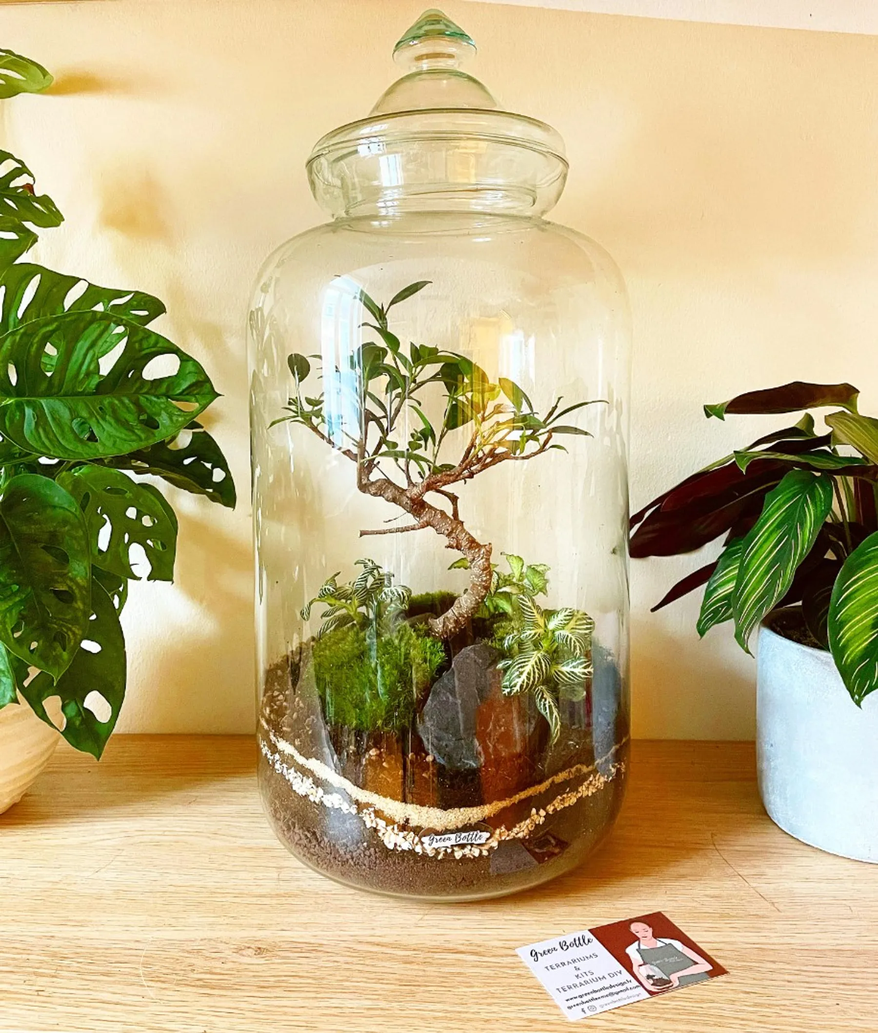 Composez votre terrarium à 4 mains - Image n°4 - Wecandoo