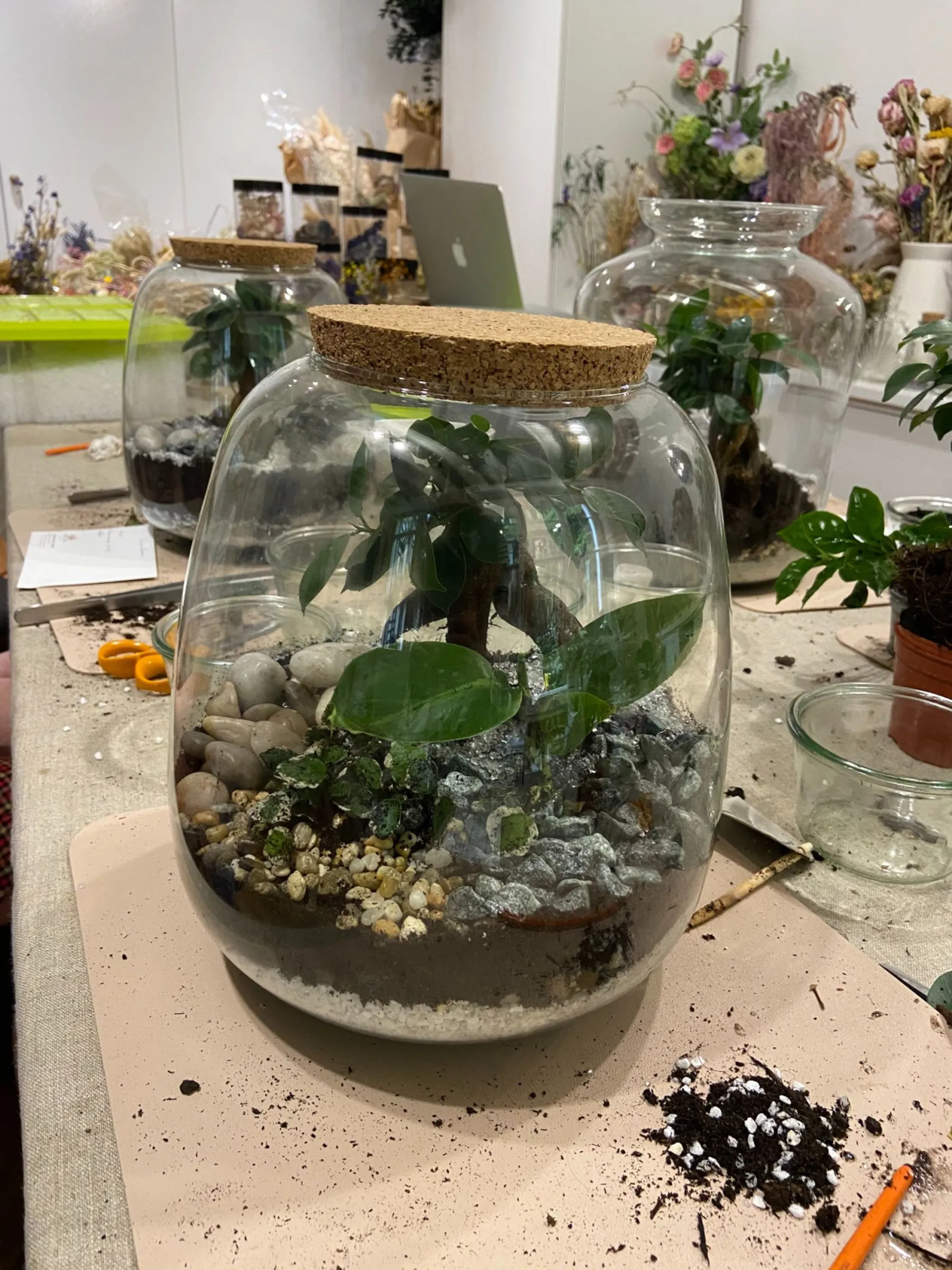 Créez votre terrarium en famille - Image n°4 - Wecandoo