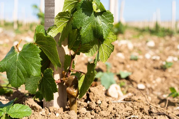 Dégustez une sélection de vins au milieu des vignes - Afbeelding nr. 3 - Wecandoo