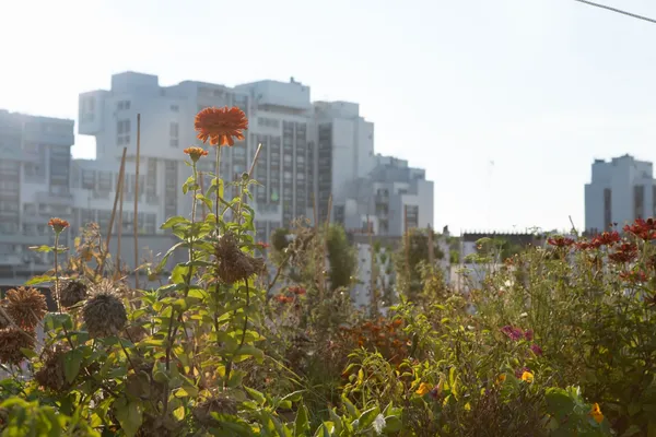 Sensibilisez votre équipe lors de la visite d'une ferme urbaine et créez votre huile parfumée en groupe - Image n°2 - Wecandoo