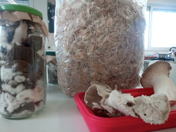 Wecandoo - Réalisez votre kit de production de champignons
