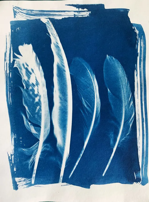 Réalisez des photos en cyanotype - Image n°4 - Wecandoo
