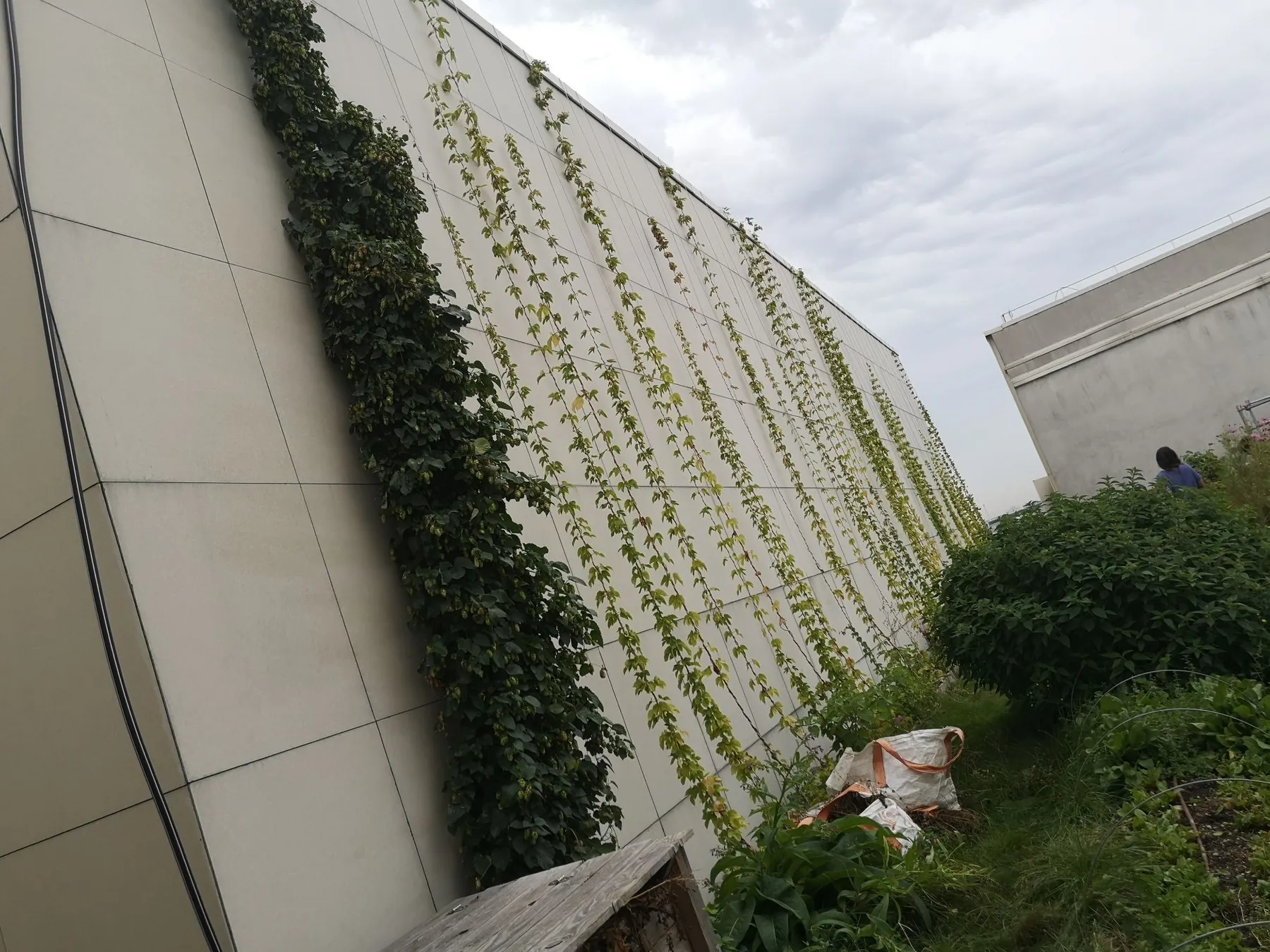 Cultivez votre houblon - Image n°2 - Wecandoo