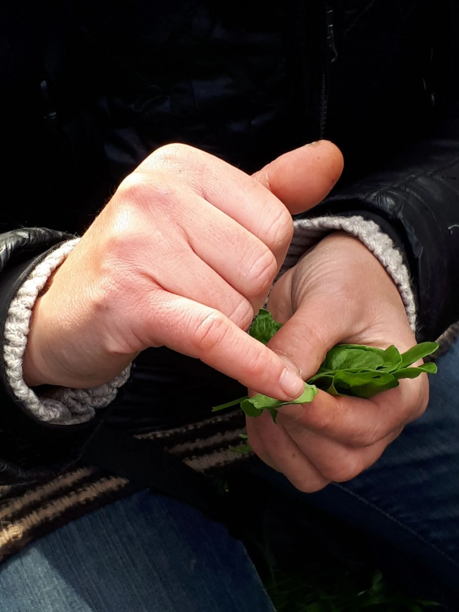 Initiez-vous à la cueillette sauvage - Image n°2 - Wecandoo