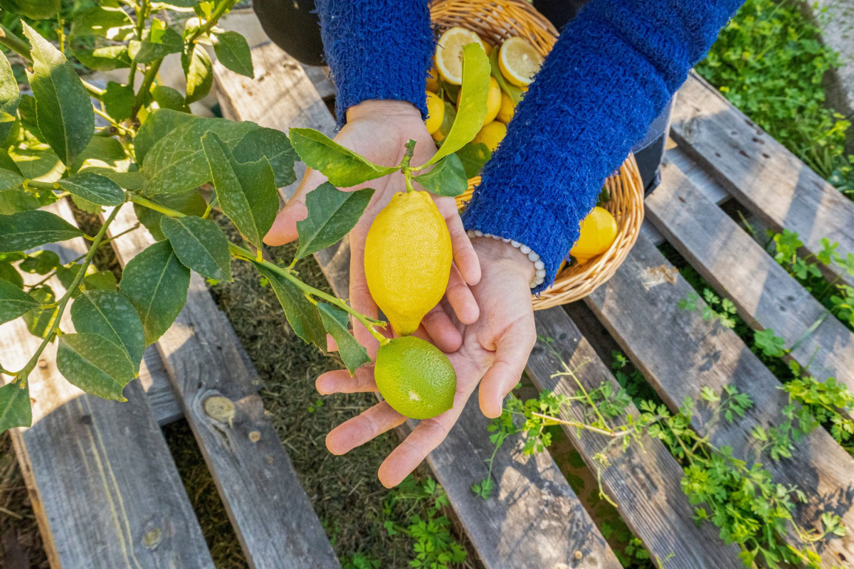 Wecandoo - Visitez un verger d'agrumes et découvrez le citron de Menton - Image n°3