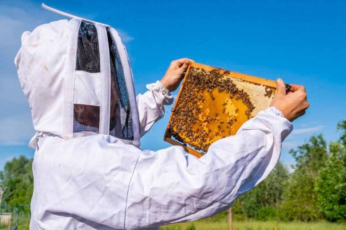 Wecandoo - Initiez-vous à l'apiculture - Image n°5