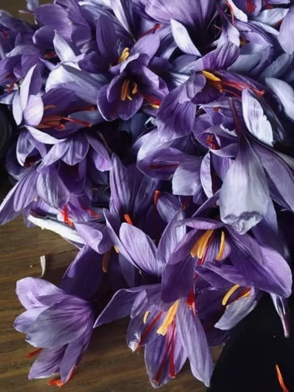 Visitez une culture de safran et dégustez ses produits - Image n°1 - Wecandoo