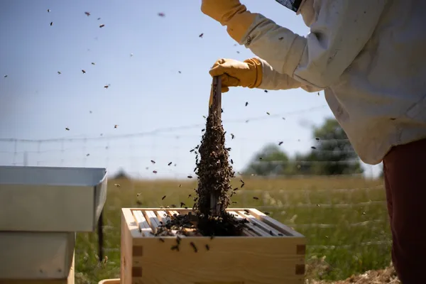Wecandoo - Initiez-vous à l'apiculture