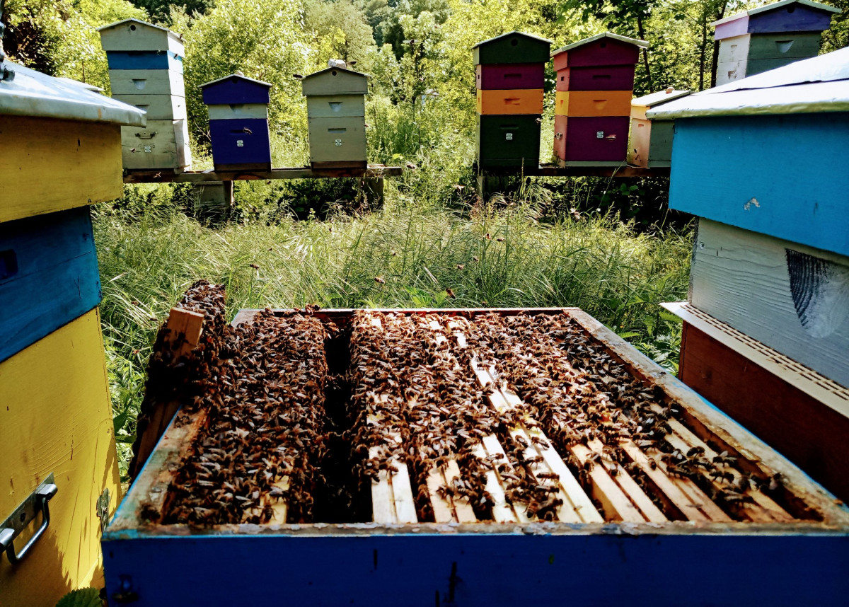 Wecandoo - Initiez-vous à l'apiculture - Image n°4