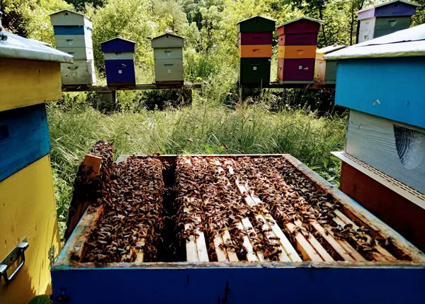 Wecandoo - Initiez-vous à l'apiculture