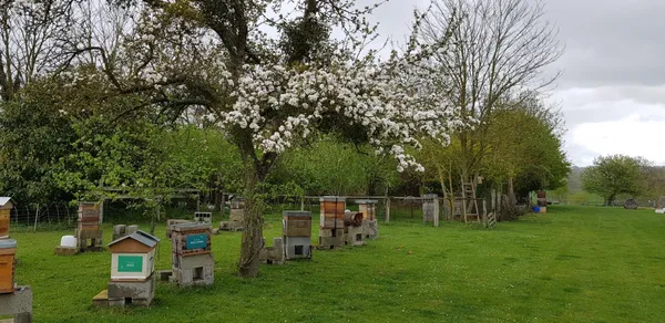 Wecandoo - Découvrez l'apiculture