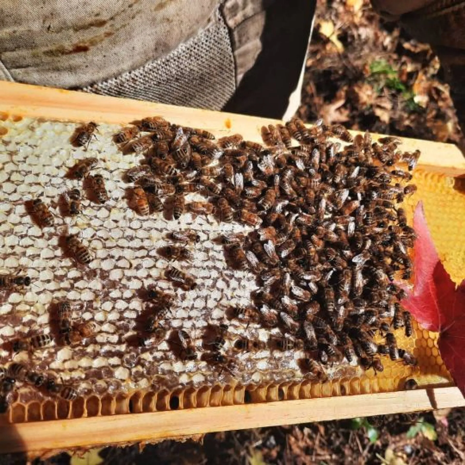 Initiez-vous à l'apiculture - Image n°2 - Wecandoo