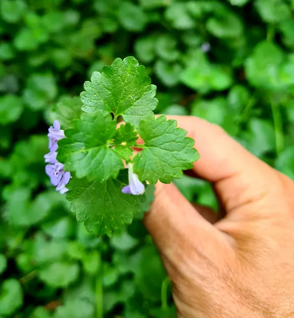 Découvrez et cuisinez les plantes sauvages - Image n°2 - Wecandoo