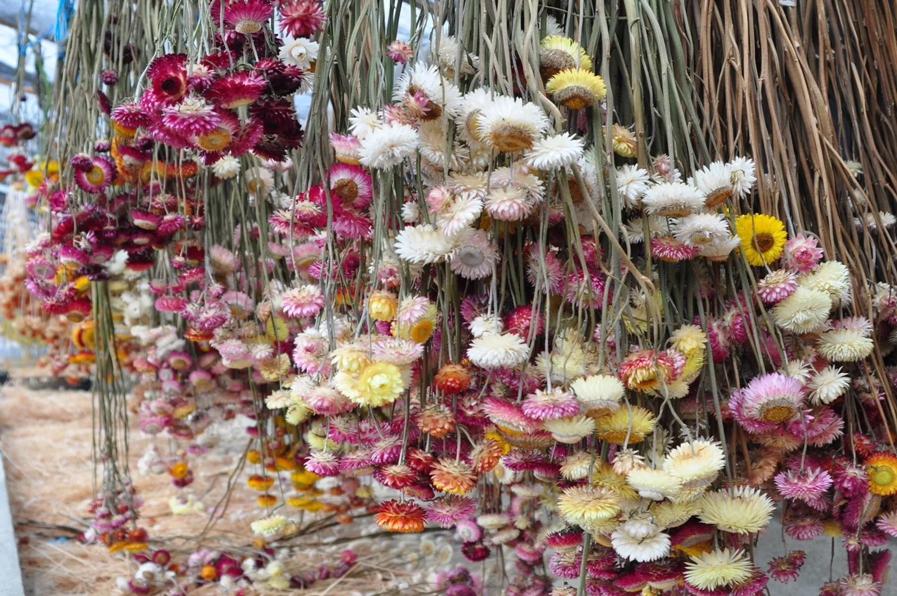 Réalisez votre création de fleurs séchées 100% locales - Image n°1 - Wecandoo