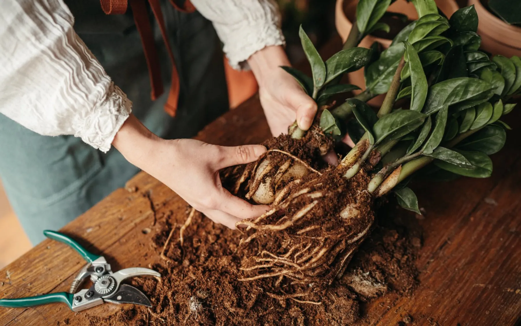 Apprenez à rempoter et entretenir vos plantes d'intérieur - Image n°1 - Wecandoo