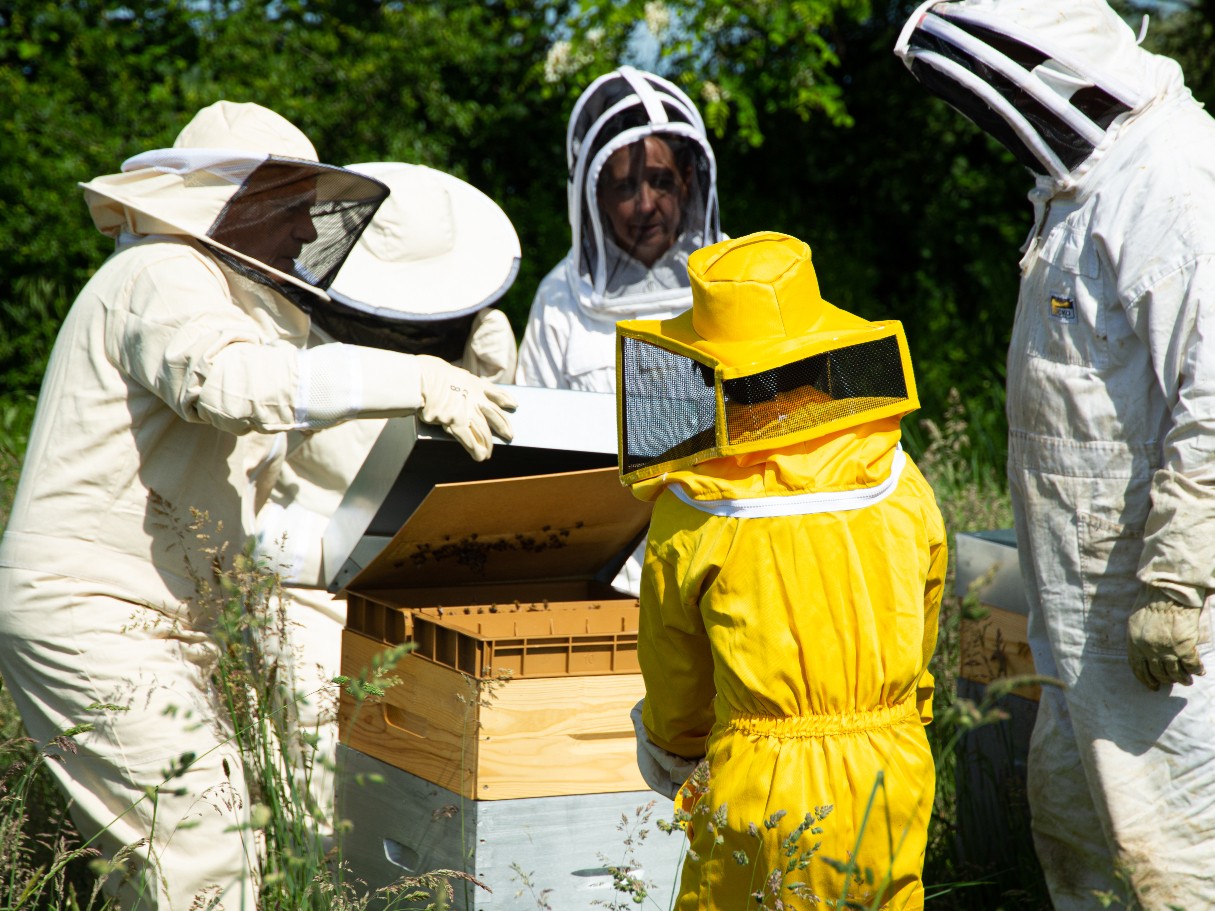 Wecandoo - Découvrez l'apiculture et visitez des ruchers en groupe - Image n°6