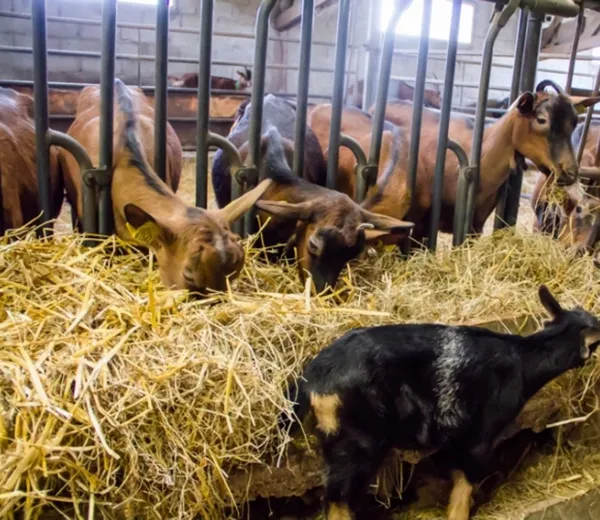 Visitez une chèvrerie et apprenez à réalisez vos fromages - Image n°3 - Wecandoo