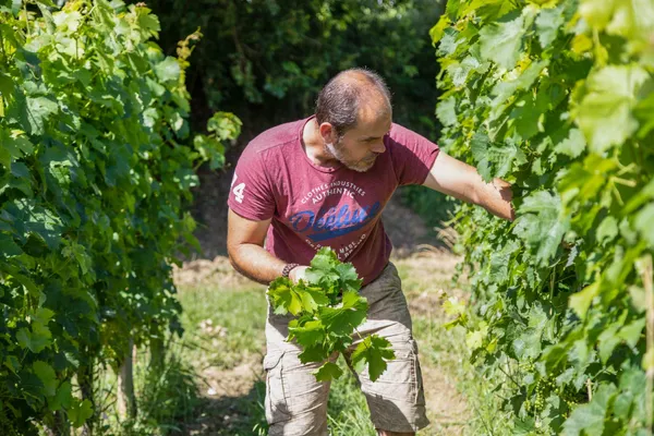 Participez à la fabrication du vin et découvrez l'écoulage des amphores - Image n°2 - Wecandoo