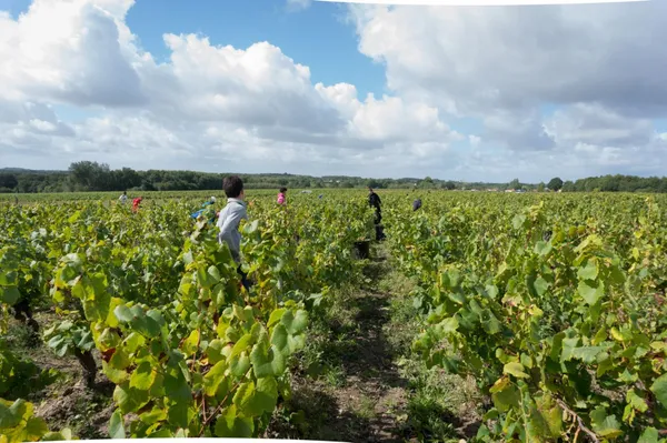 Apprenez à soigner la vigne au printemps et dégustez du vin - Image n°2 - Wecandoo