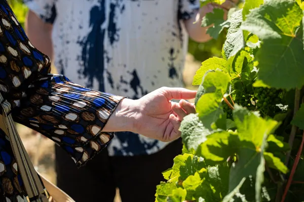 Visitez un vignoble bio et initiez-vous à la dégustation de vins alsaciens - Afbeelding nr. 4 - Wecandoo